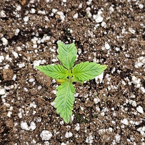 Blueberry Pancakes growlog timeline photo