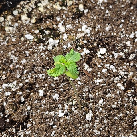 Blueberry Pancakes 2 growlog timeline photo