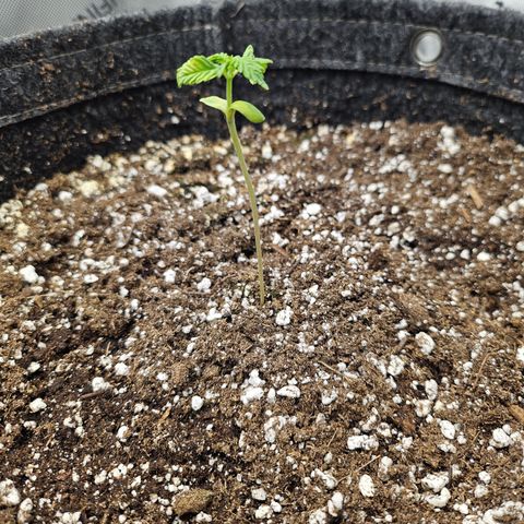 Blueberry Pancakes 2 growlog timeline photo