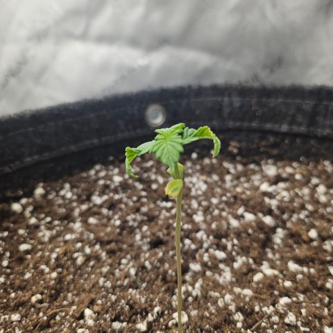 Blueberry Pancakes 2 growlog timeline photo