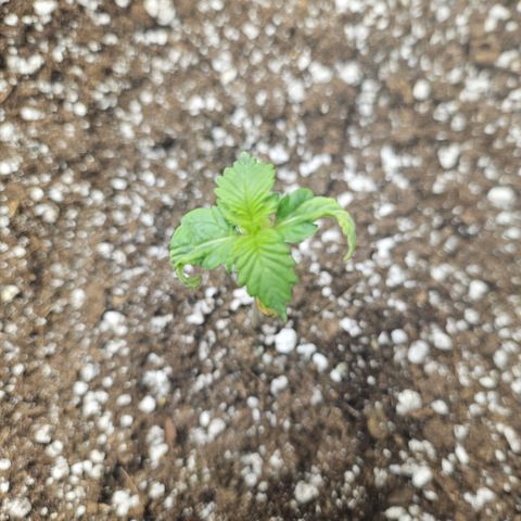 Blueberry Pancakes 2 growlog timeline photo
