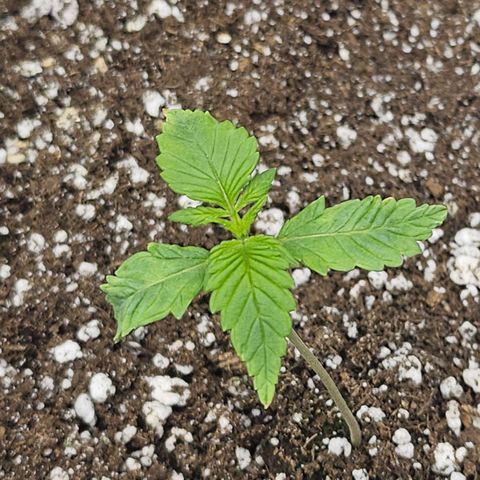 Blueberry Pancakes growlog timeline photo