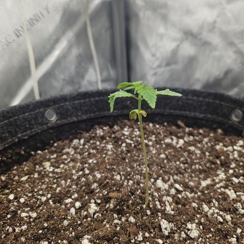 Blueberry Pancakes growlog timeline photo