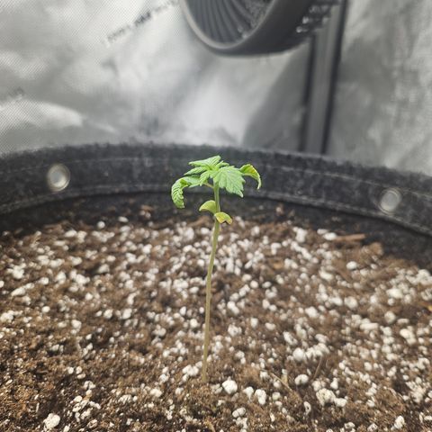 Blueberry Pancakes 2 growlog timeline photo