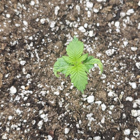 Blueberry Pancakes 2 growlog timeline photo