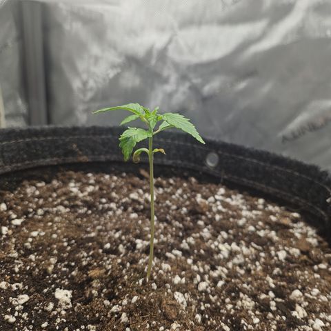 Blueberry Pancakes growlog timeline photo