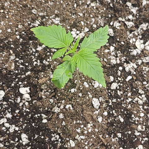 Blueberry Pancakes growlog timeline photo