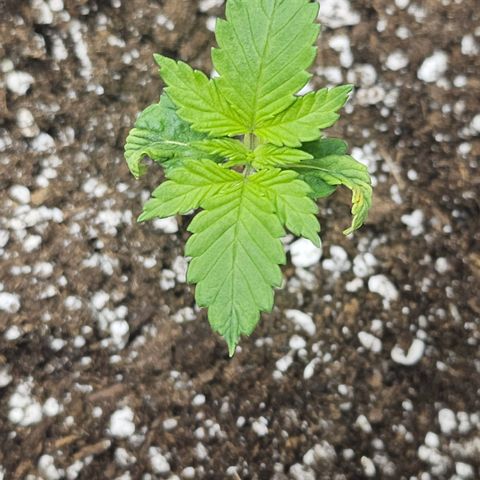 Blueberry Pancakes 2 growlog timeline photo