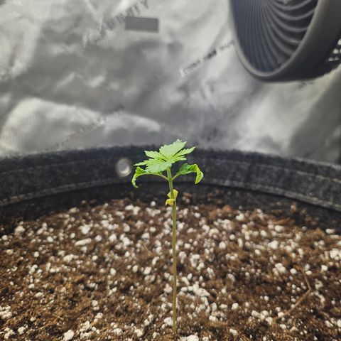 Blueberry Pancakes 2 growlog timeline photo