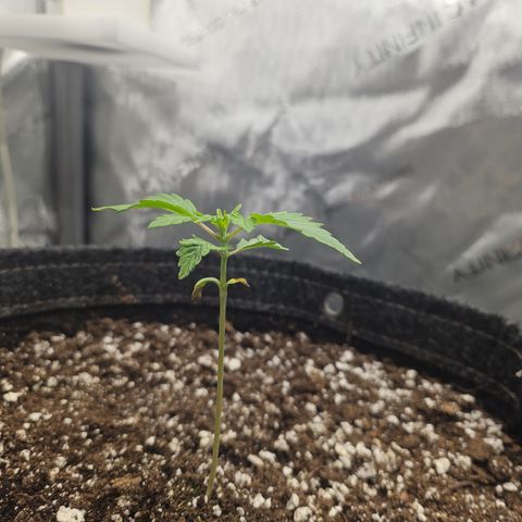 Blueberry Pancakes growlog timeline photo