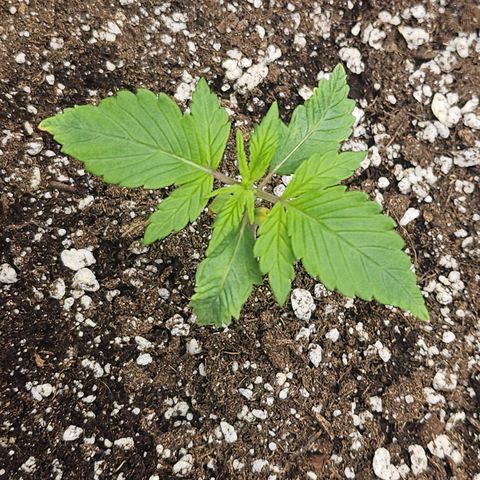 Blueberry Pancakes growlog timeline photo