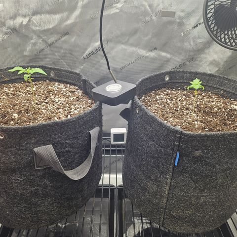 Blueberry Pancakes growlog timeline photo