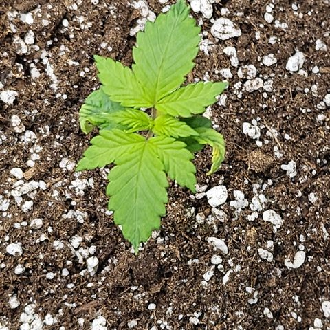 Blueberry Pancakes 2 growlog timeline photo