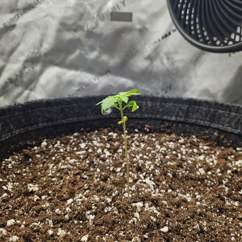 Blueberry Pancakes 2 growlog timeline photo