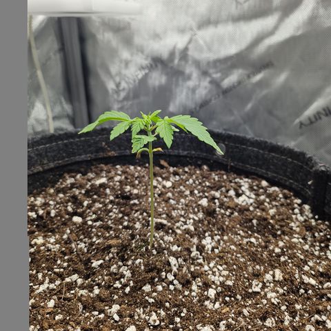 Blueberry Pancakes growlog timeline photo