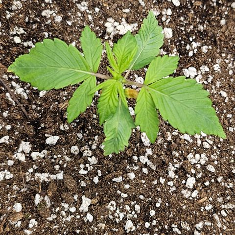 Blueberry Pancakes growlog timeline photo