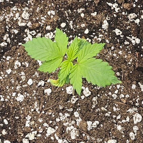 Blueberry Pancakes 2 growlog timeline photo