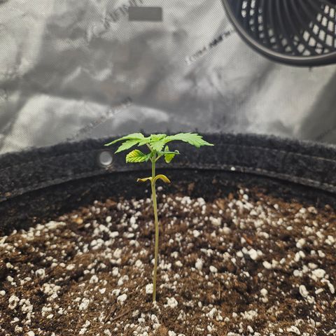 Blueberry Pancakes 2 growlog timeline photo