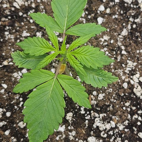 Blueberry Pancakes growlog timeline photo