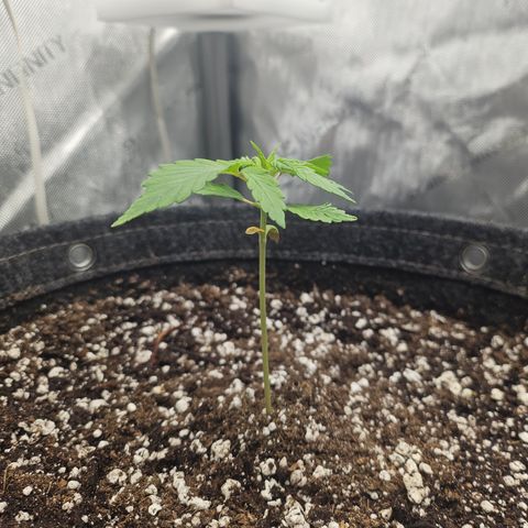 Blueberry Pancakes growlog timeline photo