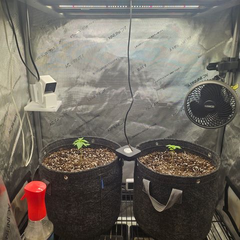 Blueberry Pancakes growlog timeline photo