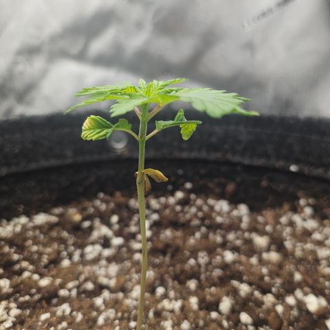 Blueberry Pancakes 2 growlog timeline photo