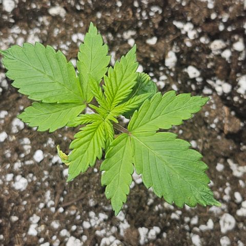 Blueberry Pancakes 2 growlog timeline photo