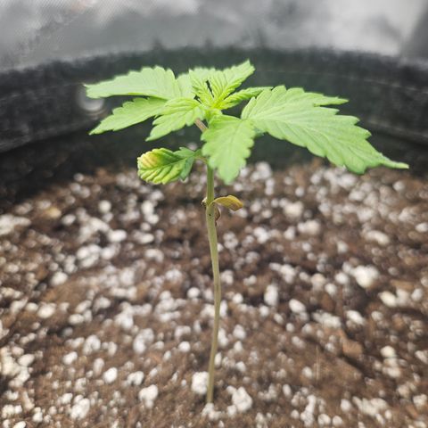Blueberry Pancakes 2 growlog timeline photo