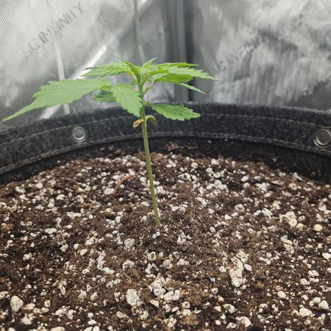 Blueberry Pancakes growlog timeline photo