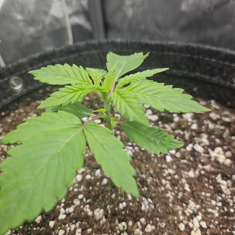 Blueberry Pancakes growlog timeline photo