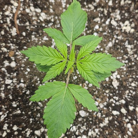 Blueberry Pancakes growlog timeline photo