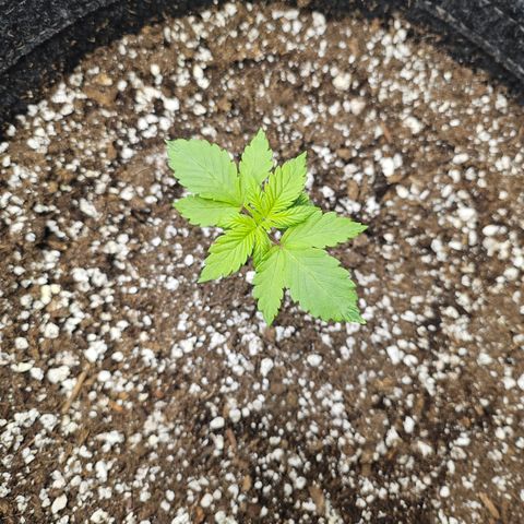 Blueberry Pancakes 2 growlog timeline photo