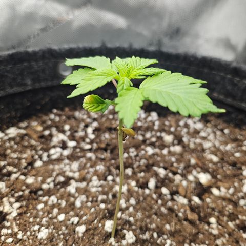 Blueberry Pancakes 2 growlog timeline photo