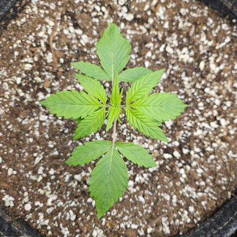 Blueberry Pancakes growlog timeline photo