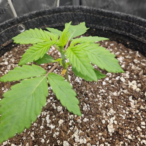 Blueberry Pancakes growlog timeline photo