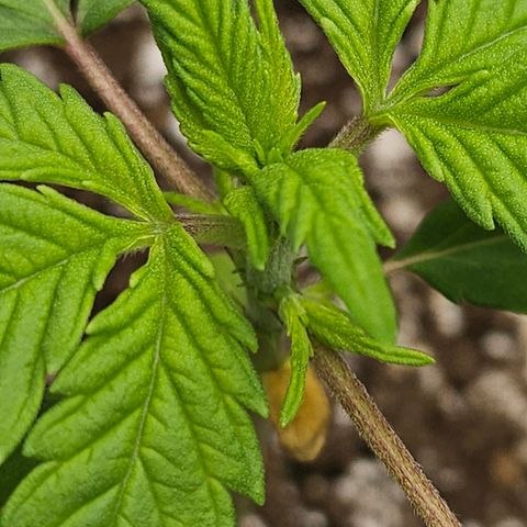 Blueberry Pancakes growlog timeline photo