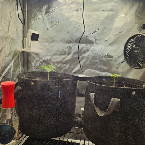 Blueberry Pancakes growlog timeline photo