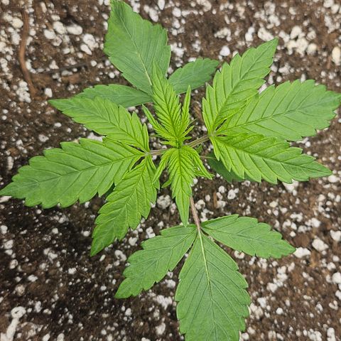 Blueberry Pancakes growlog timeline photo