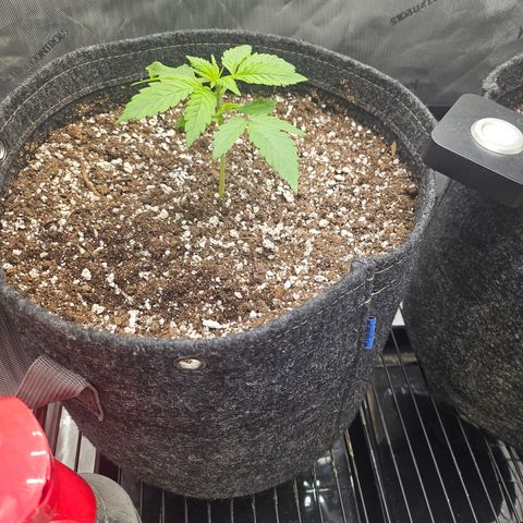 Blueberry Pancakes growlog timeline photo