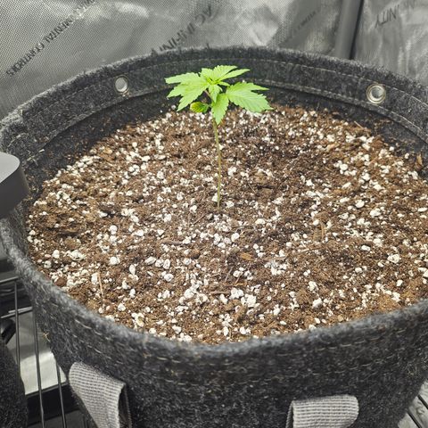 Blueberry Pancakes 2 growlog timeline photo