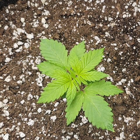 Blueberry Pancakes 2 growlog timeline photo