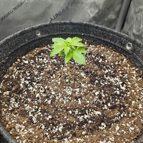 Blueberry Pancakes 2 growlog timeline photo