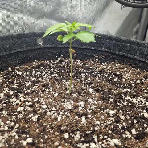 Blueberry Pancakes 2 growlog timeline photo
