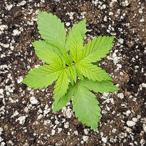 Blueberry Pancakes 2 growlog timeline photo