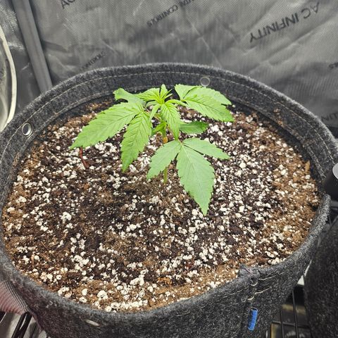 Blueberry Pancakes growlog timeline photo
