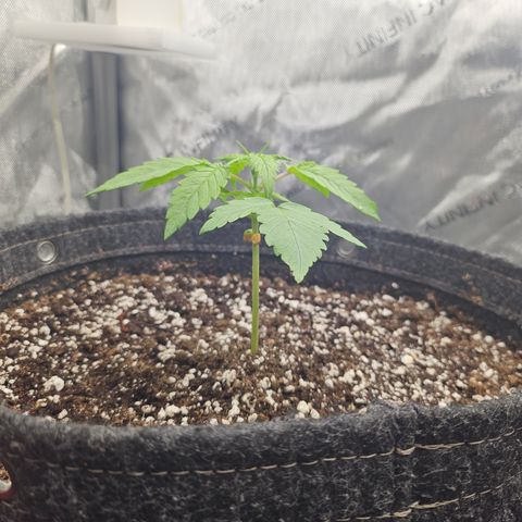 Blueberry Pancakes growlog timeline photo