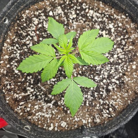 Blueberry Pancakes growlog timeline photo