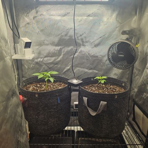 Blueberry Pancakes growlog timeline photo