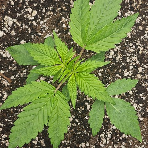 Blueberry Pancakes growlog timeline photo