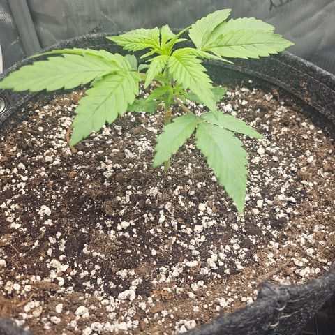 Blueberry Pancakes growlog timeline photo